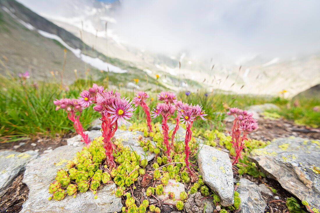 Blumen am Serru-See, Valle dell Orco, Nationalpark Gran Paradiso, Italienische Alpen, Provinz Turin, Piemont, Italien
