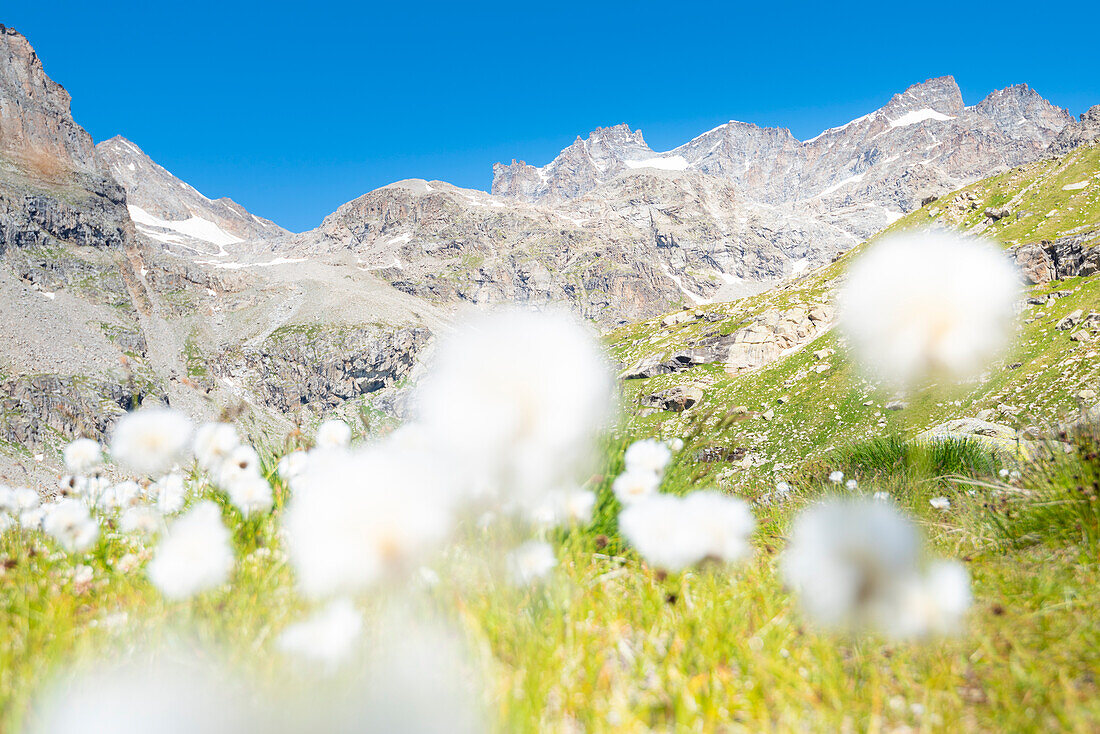 Gran Paradiso seen from Vallone di Noaschetta, Valle dell Orco, Gran Paradiso National Park, Province of Turin, italian alps, Piedmont, Italy