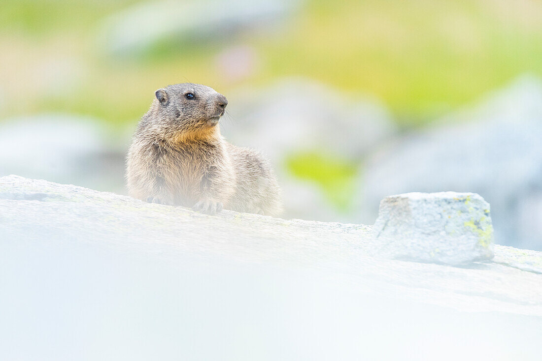Alpine marmot, Valle dell Orco, Gran Paradiso National Park, Province of Turin, Piedmont, Italian alps, Italy