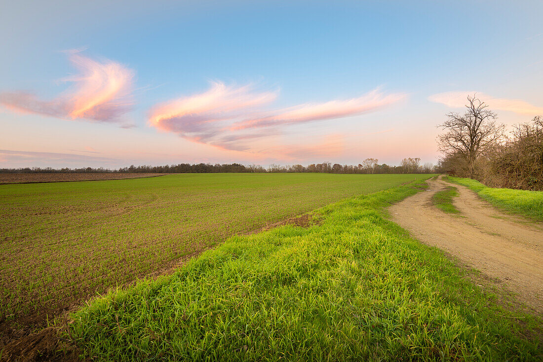 Sunset in the fields, Dorno, Lomellina, province of Pavia, Lombardy, Italy