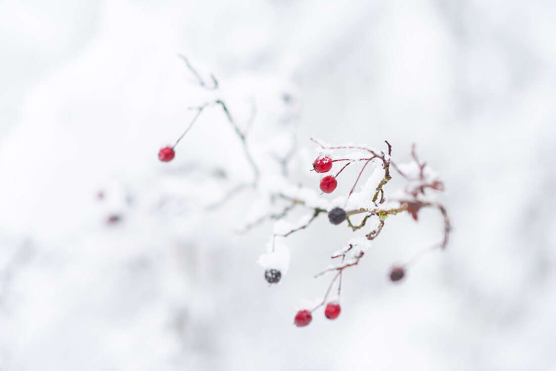 Beeren im verschneiten Wald, Dorno, Lomellina, Provinz Pavia, Lombardei, Italien