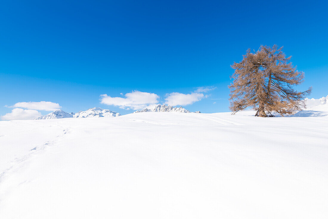 Alpe Granda, Valtellina, Provinz Sondrio, Lombardei, Italienische Alpen, Italien