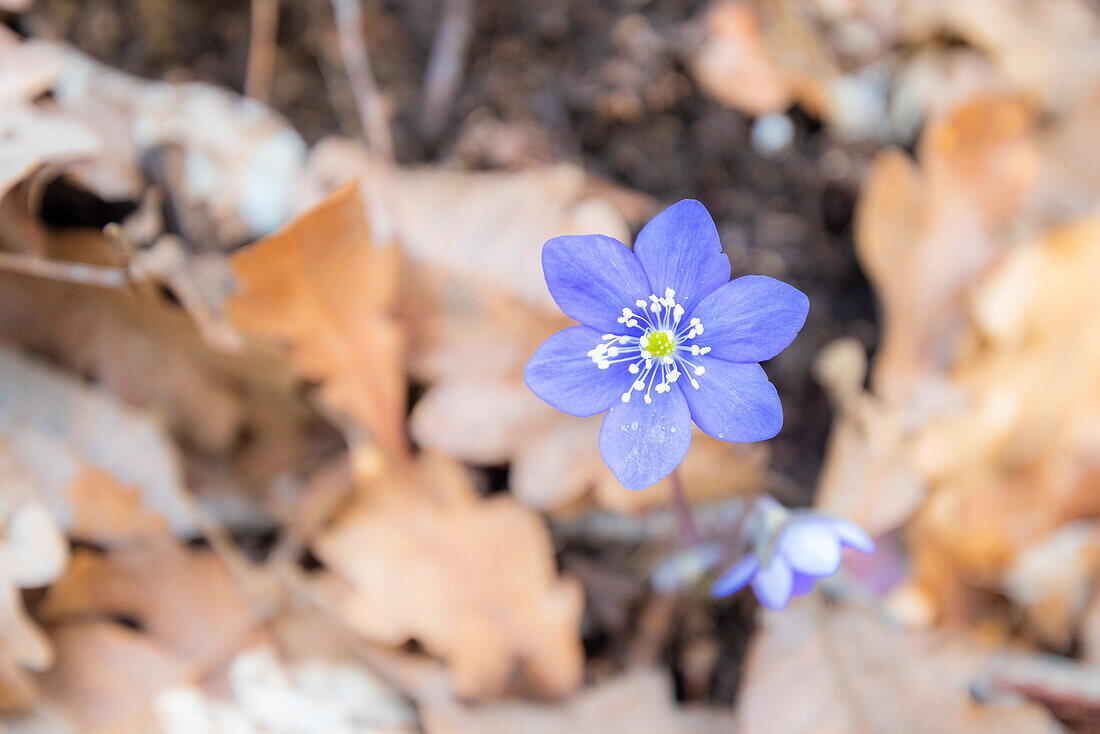 Common hepatica, Borgo Priolo, Oltrepo Pavese, apennines, province of Pavia, Lombardy, Italy
