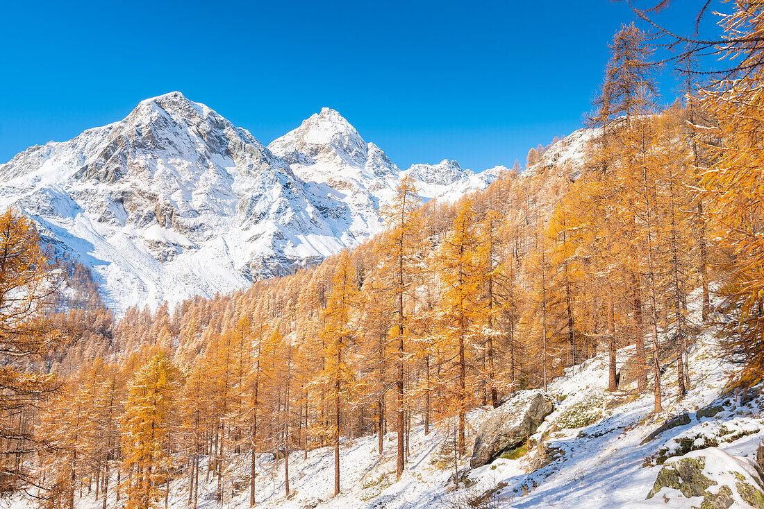 Monte Croce und Grand Tournalin über den Lärchen, Val d'Ayas, Aosta-Tal, Italienische Alpen, Italien