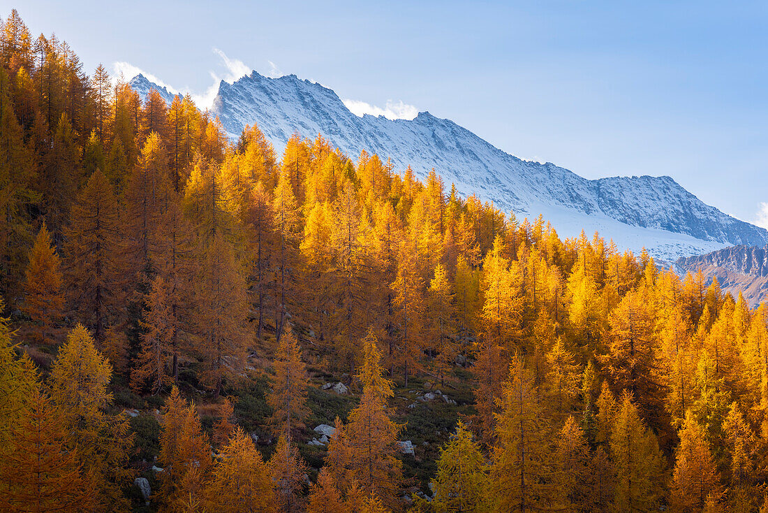 Larches and Levanne, Ceresole Reale, Valle dell Orco, Gran Paradiso National Park, Italian alps, Province of Turin, Piedmont