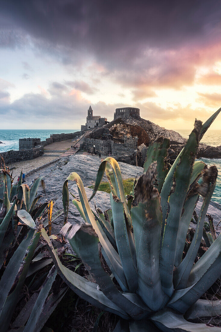 Agave im Vordergrund während eines Sonnenuntergangs an der Kirche San Pietro, Gemeinde Portovenere, Provinz La Spezia, Ligurien, Italien, Europa