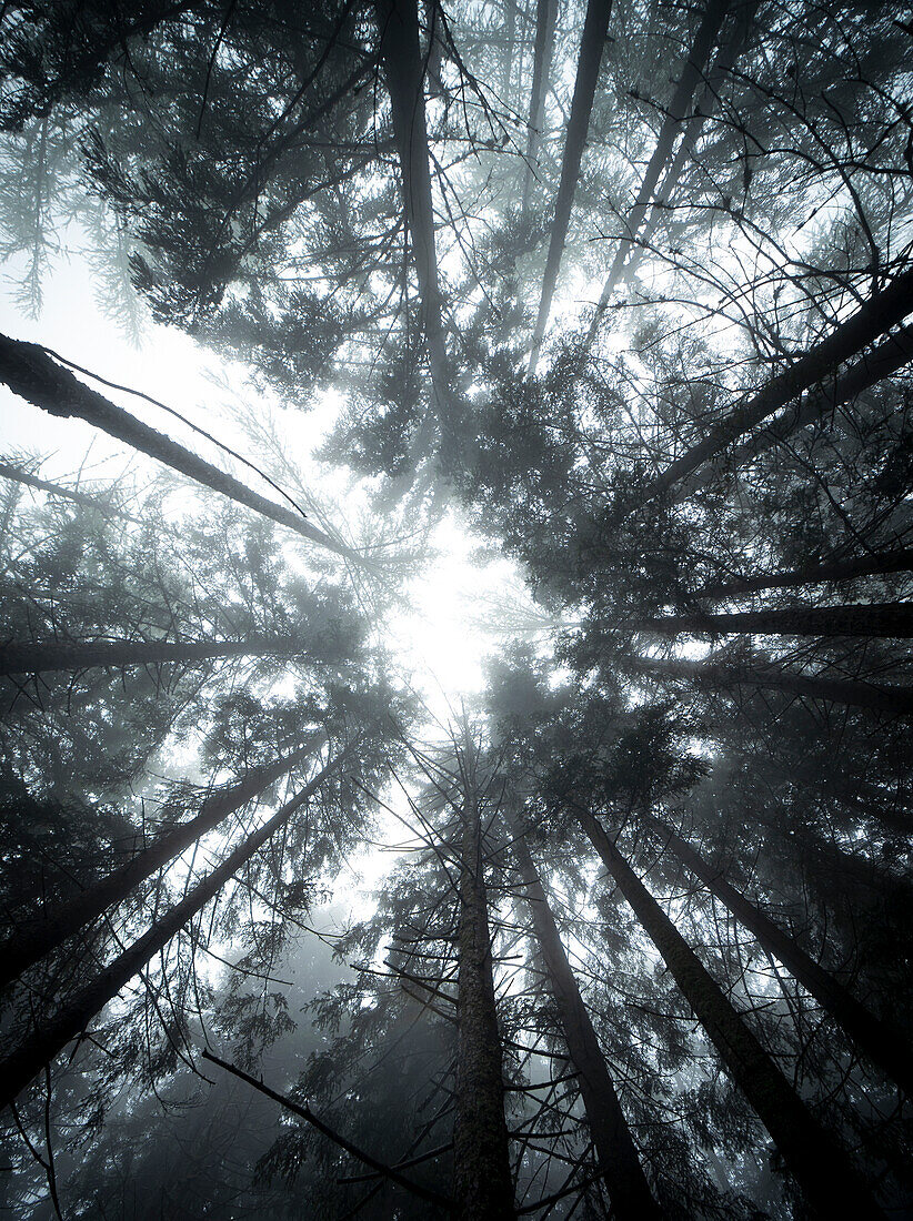Foggy morning in the woods, Gualdera, Campodolcino, Spluga Valley, Sondrio province, Lombardy, Italy