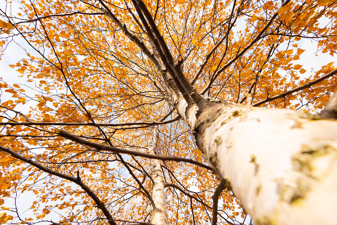 Birke im Herbst, Valle Sacra, Canavese, Provinz Turin, Piemont, Italienische Alpen, Italien