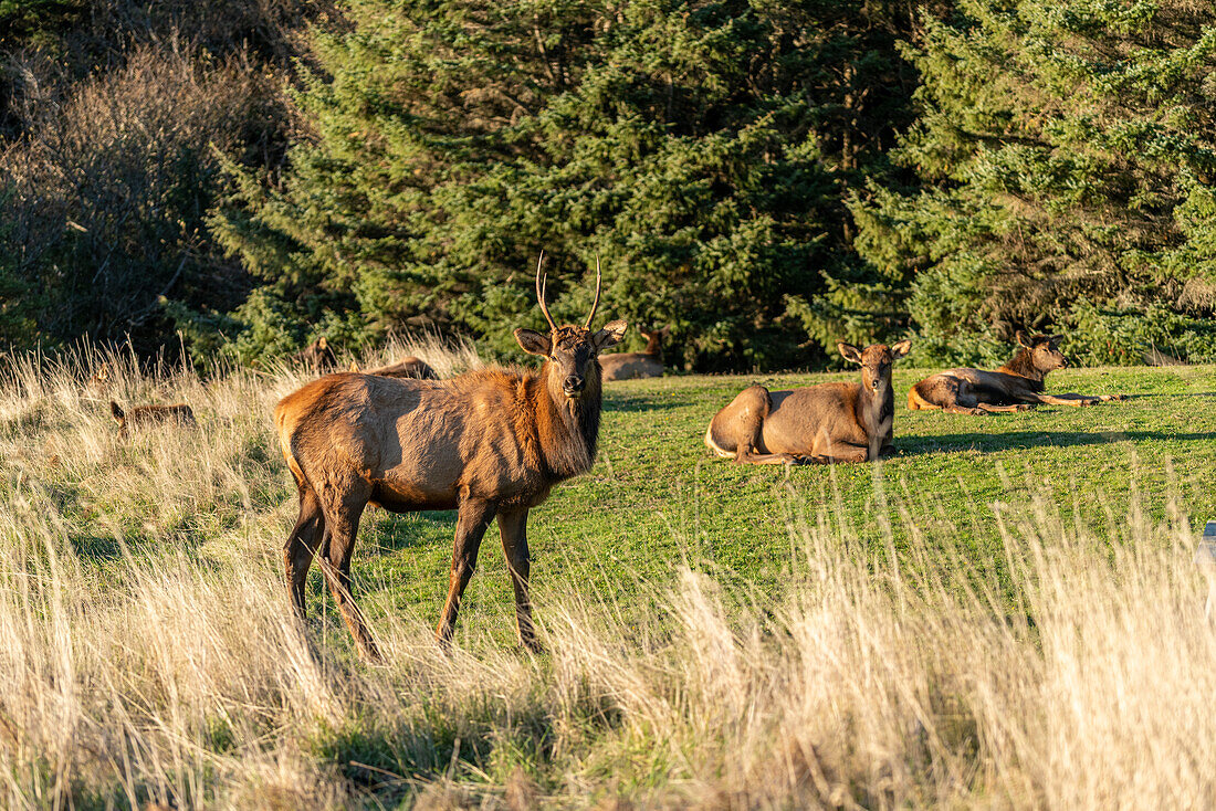 Group of wapitis - Cervus Elaphus Canadensis - in Ecola State Park. Cannon Beach, Clatsop county, Oregon, USA.