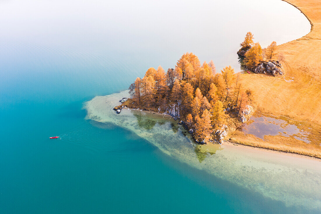 Schweiz, Kanton Graubünden, Region Maloja, Sils im Engadin/Segl: Gruppe von orangefarbenen Lärchen im Herbst, mit Kajak auf dem Silser See.