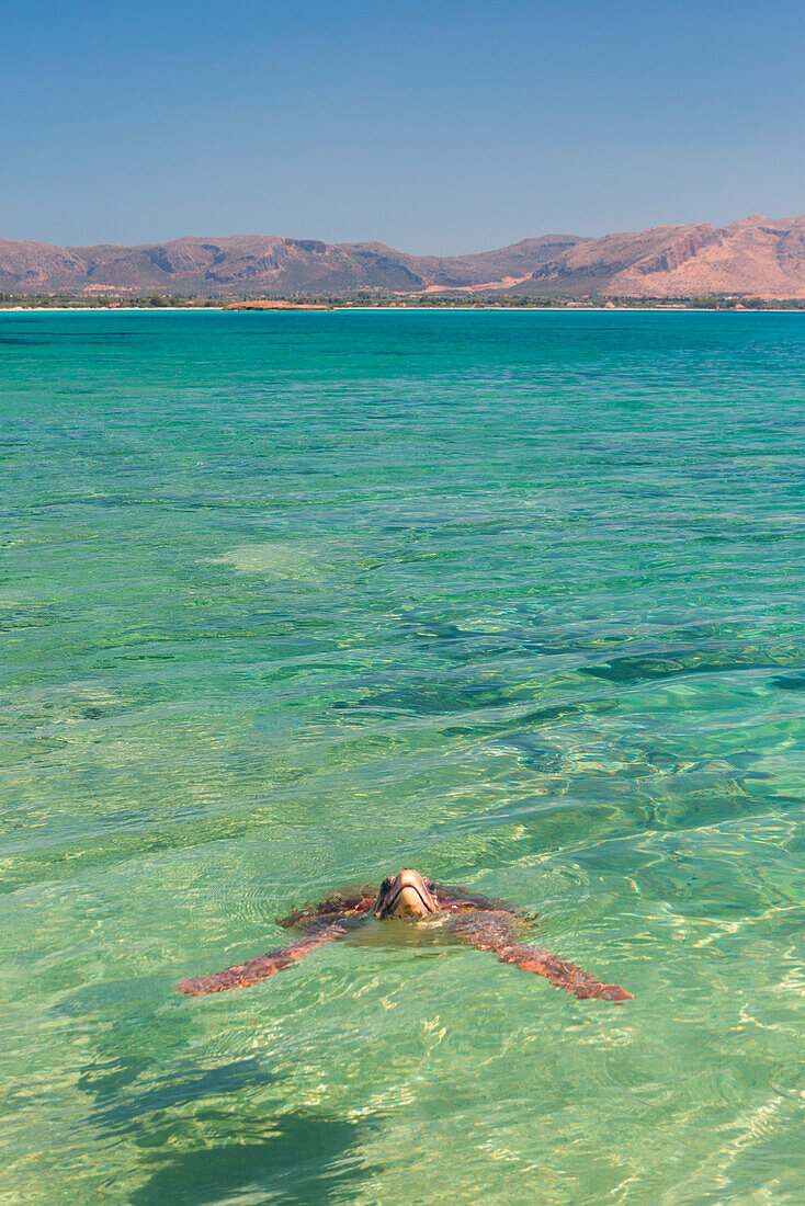 Ein Exemplar der Caretta Caretta Schildkröte im kristallklaren Wasser nahe der Küste von Elafonissos, Elafonissos, Region Lakonien, Peloponnes, Griechenland, Europa