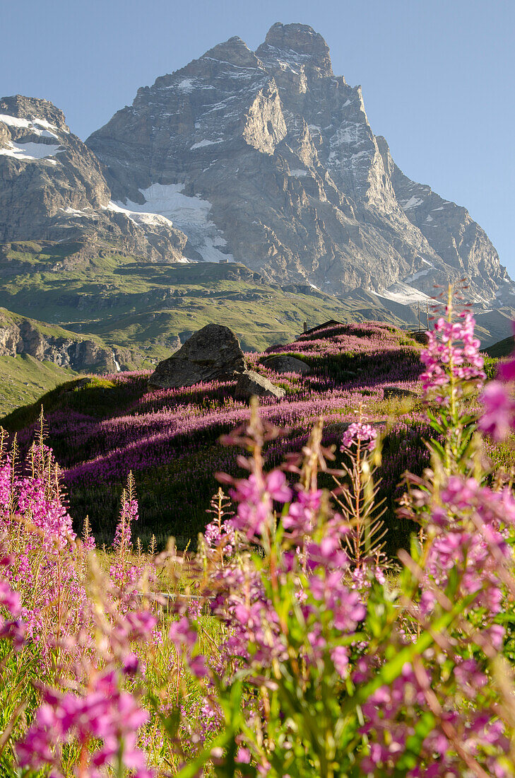 Matterhorn and a carpet of pink lupine plant,Breuil-Cervinia, Valtournenche, Aosta valley, italy