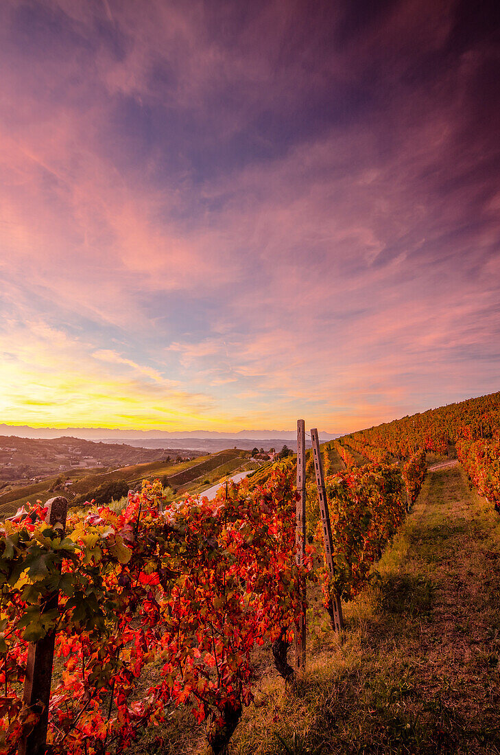 Sonnenuntergang inmitten eines Weinbergs mit Laubbäumen, Alba, Piemont, Italien