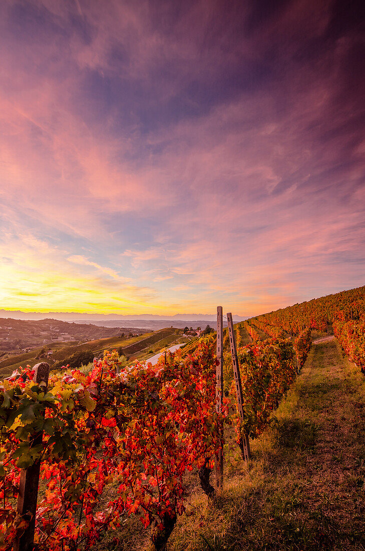 Sunset in the middle of foliage vineyard, Alba, Piedmont, Italy