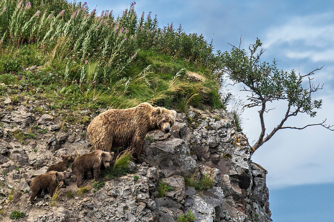 Braunbär und Jungtiere an den Hängen von Katmai, Alaska