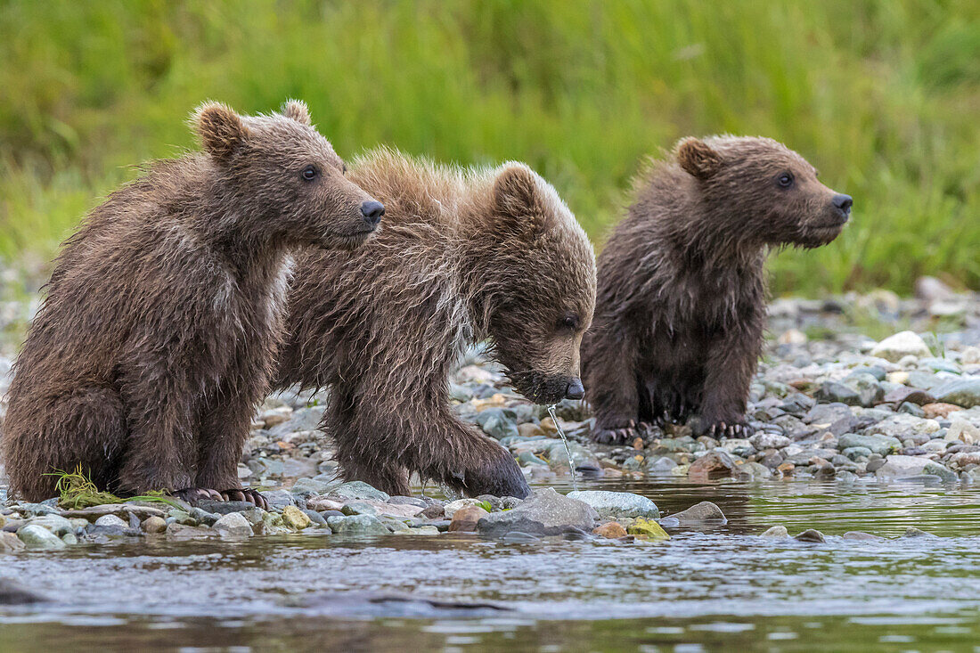 Brown bear cubs in river, Alaska
