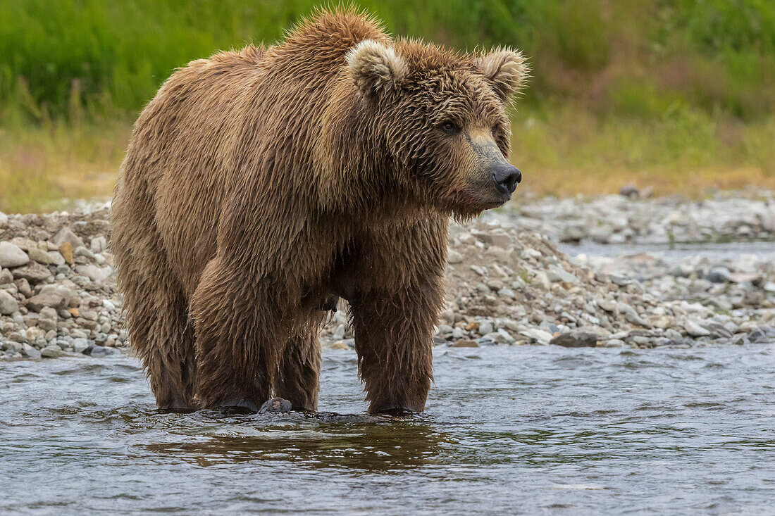 Brown bear fishing salmon in river, Alaska