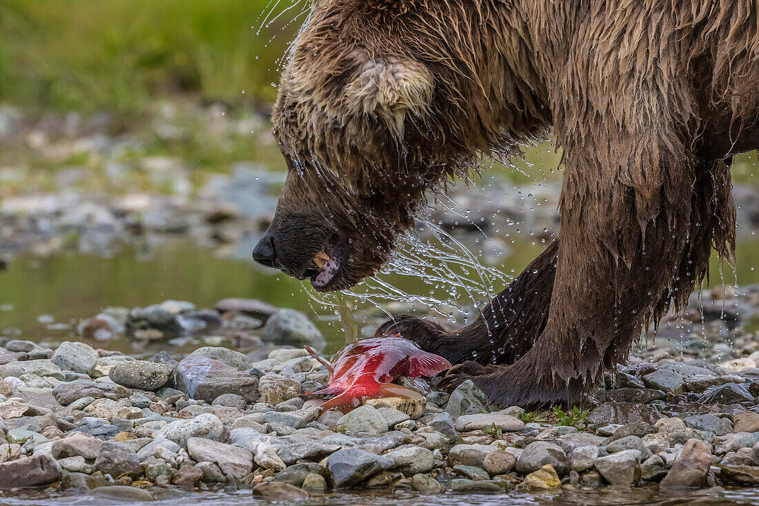 Brown bear fishing salmon in river, Alaska