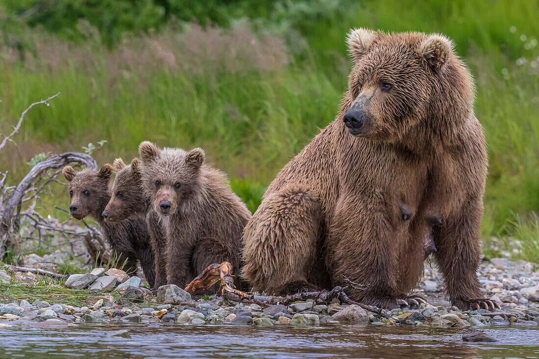 Brown bear mother and cubs in river, Alaska