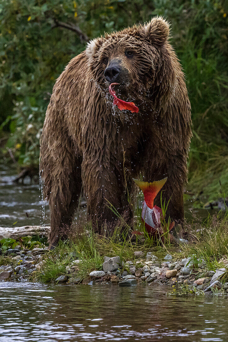 Adult brown bear eats fished salmon in Katmai, Alaska