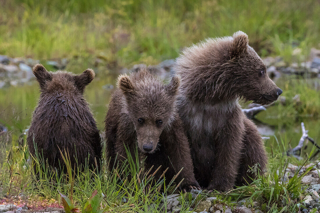 THree brown bears cubs on the river shore