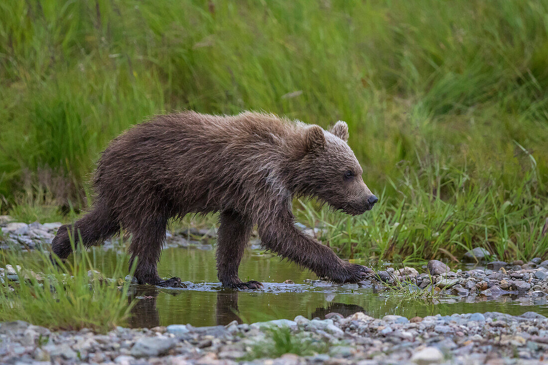 Braunbärenjunge in einem Fluss, Alaska