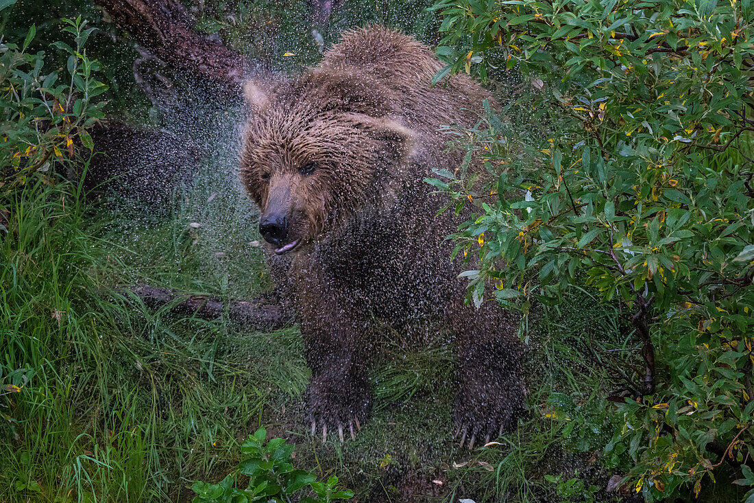 Brown bear shakes body after swimming in river, Alaska