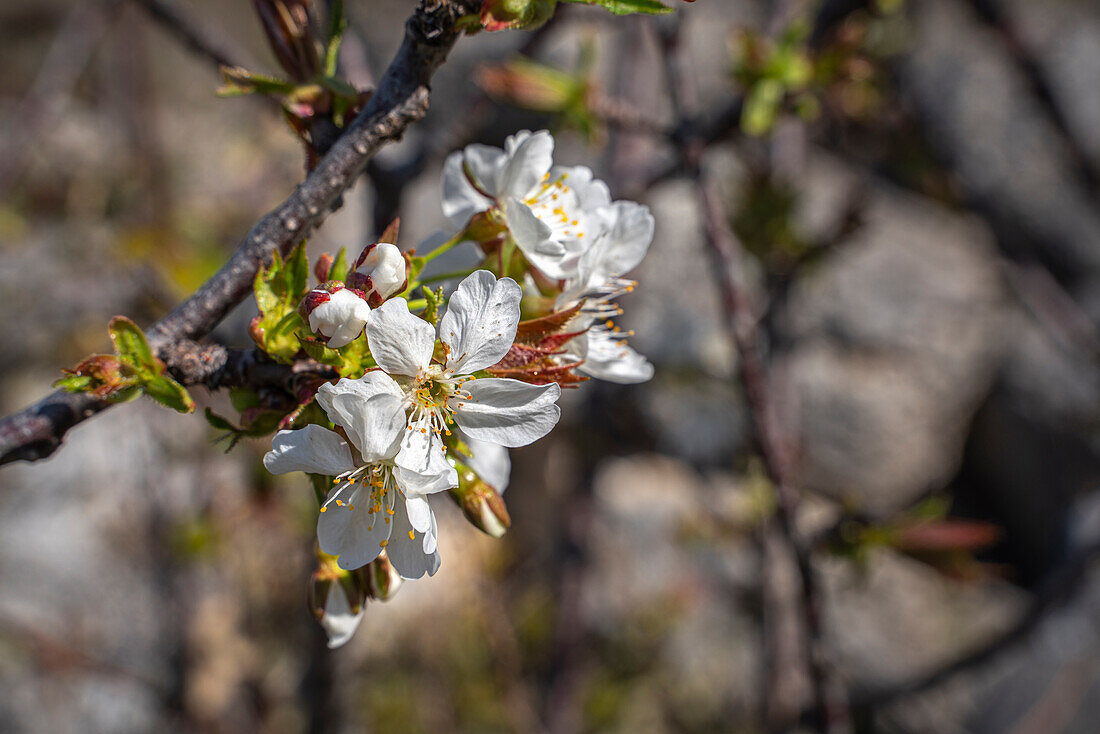 Blühende Kirschblüten vor einem wolkenlosen blauen Himmel. Abruzzen, Italien, Europa