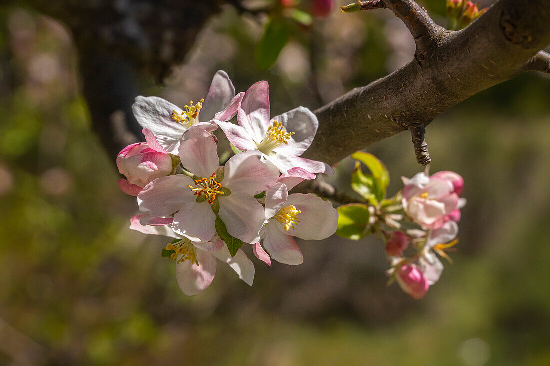 Detail of the flowering wild apple tree, Malus sylvestris, with white flowers with a pink tint. Abruzzo, Italy, Europe