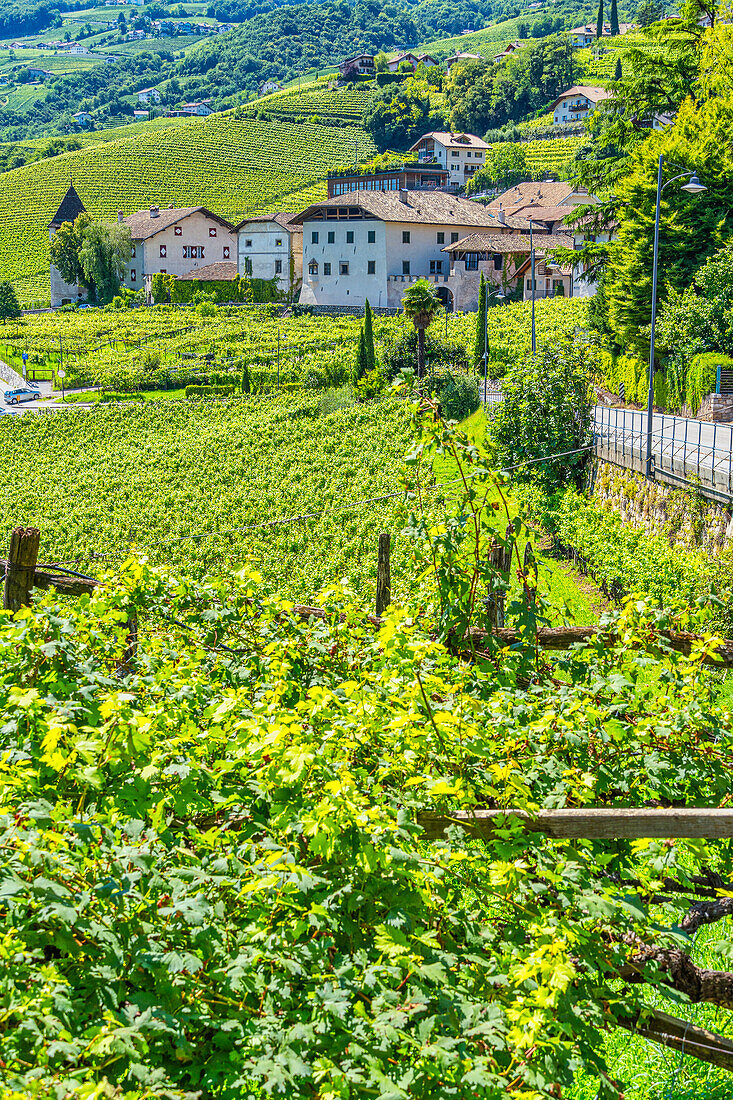 Valleys and slopes planted with Traminer grape vines, Gewürztraminer, along the South Tyrolean Wine Route. Autonomous Province of Bolzano, Trentino Alto Adige, Italy, Europe