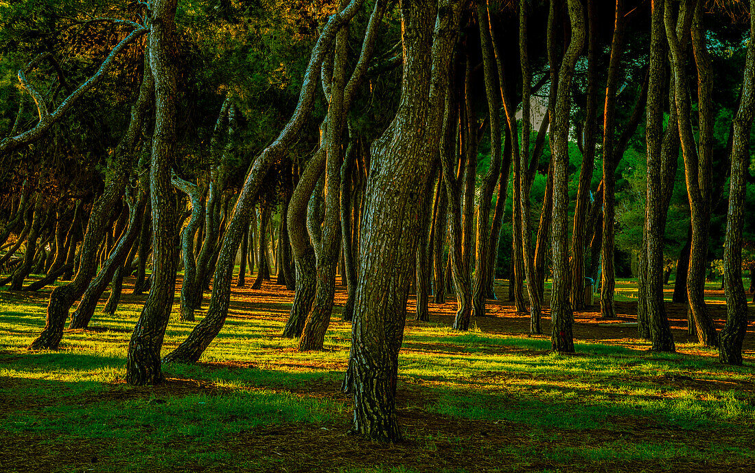 Twisted pines of Pineta Filiani illuminated by the first light of dawn on the Adriatic Sea. Pineto, Province of Teramo, Abruzzo, Italy, Europe