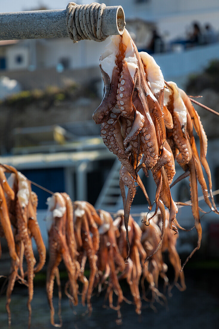 In der Sonne getrockneter Tintenfisch im Fischerdorf Mandrakia (Plaka, Insel Milos, Kykladeninseln, Griechenland, Europa)