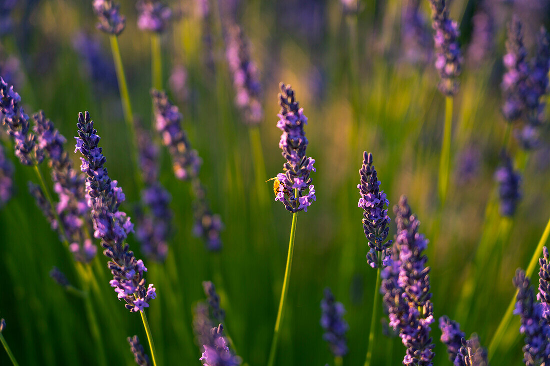 Italy, Marche, Corinaldo, Lavander fields at sunset