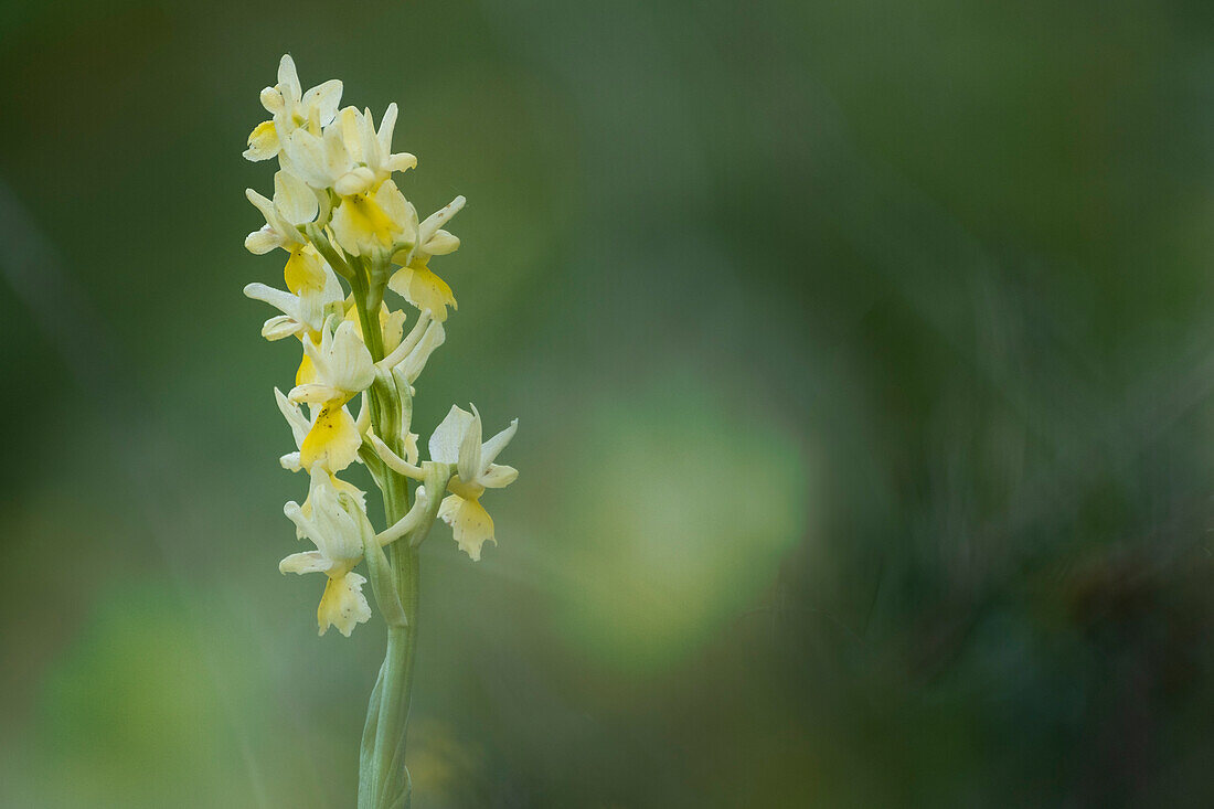 Italy, Marche, Apennines, Mount Catria, Orchids in the fields in Spring