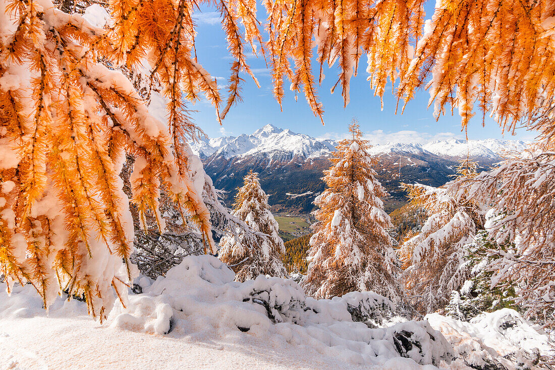 Herbstliche Landschaft mit gelben Lärchen und erstem Schnee von Ables, Valfurva, Bezirk Sondrio, Lombardei, Alpen, Italien, Europa,