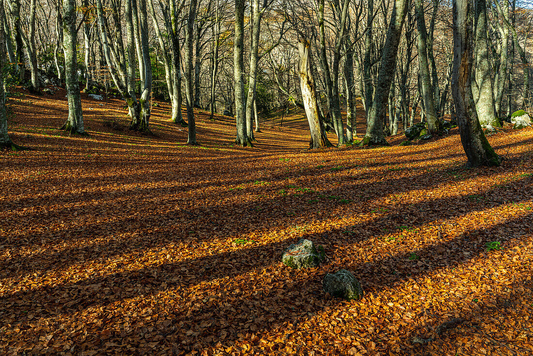 Beech forest and carpet of autumn colored leaves. Abruzzo, Italy, Europe