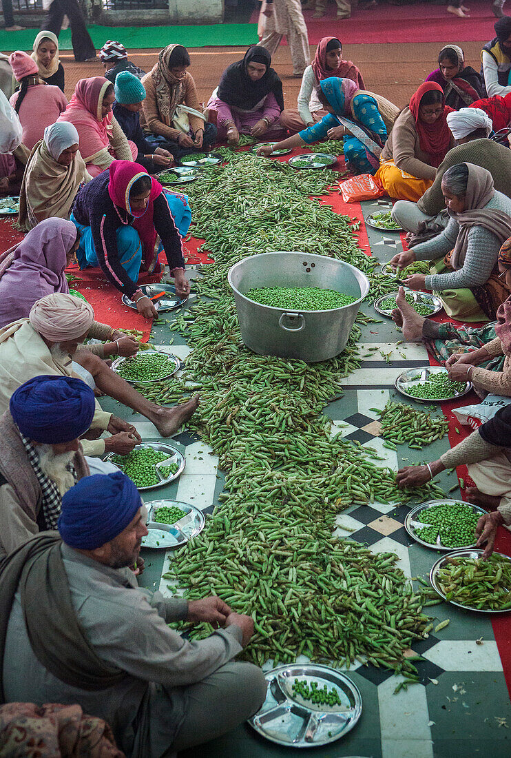Freiwillige bereiten Saubohnen zum Kochen vor, um Mahlzeiten für die Pilger zuzubereiten, die den Goldenen Tempel besuchen. Jeden Tag wird kostenloses Essen für 60.000 - 80.000 Pilger serviert, Goldener Tempel, Amritsar, Punjab, Indien