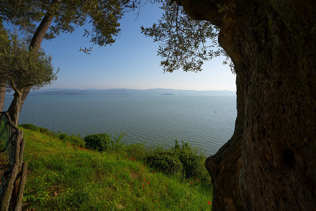 Italy, Umbria, Lake Trasimeno at sunrise