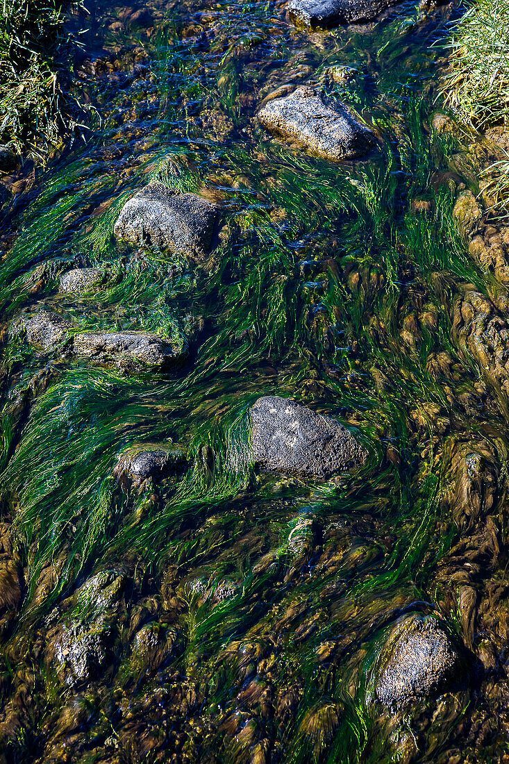 Detail eines Flusses, Subantarktischer Wald, im Inneren der Ainsworth-Bucht, PN Alberto de Agostini, Feuerland, Patagonien, Chile