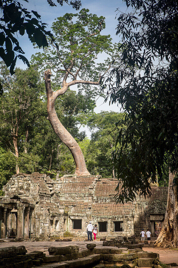 Ta-Prohm-Tempel, Archäologischer Park von Angkor, Siem Reap, Kambodscha