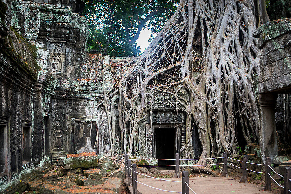 Ta-Prohm-Tempel, Archäologischer Park von Angkor, Siem Reap, Kambodscha