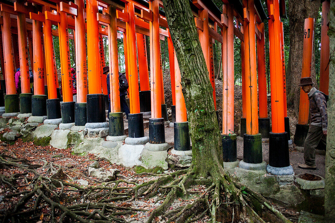 Torii-Tore im Fushimi-Inari-Taisha-Heiligtum, Kyoto, Japan