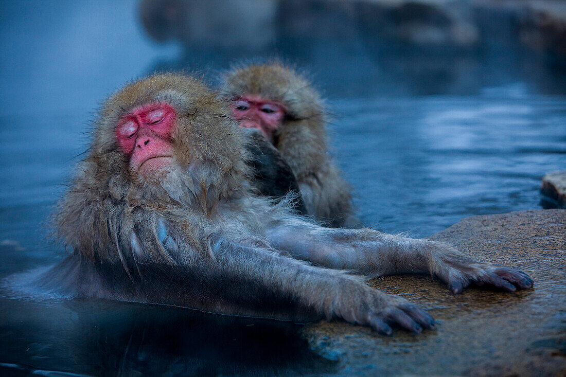 Affen in einem natürlichen Onsen (heiße Quelle), im Jigokudani Monkey Park, Präfektur Nagono, Japan.