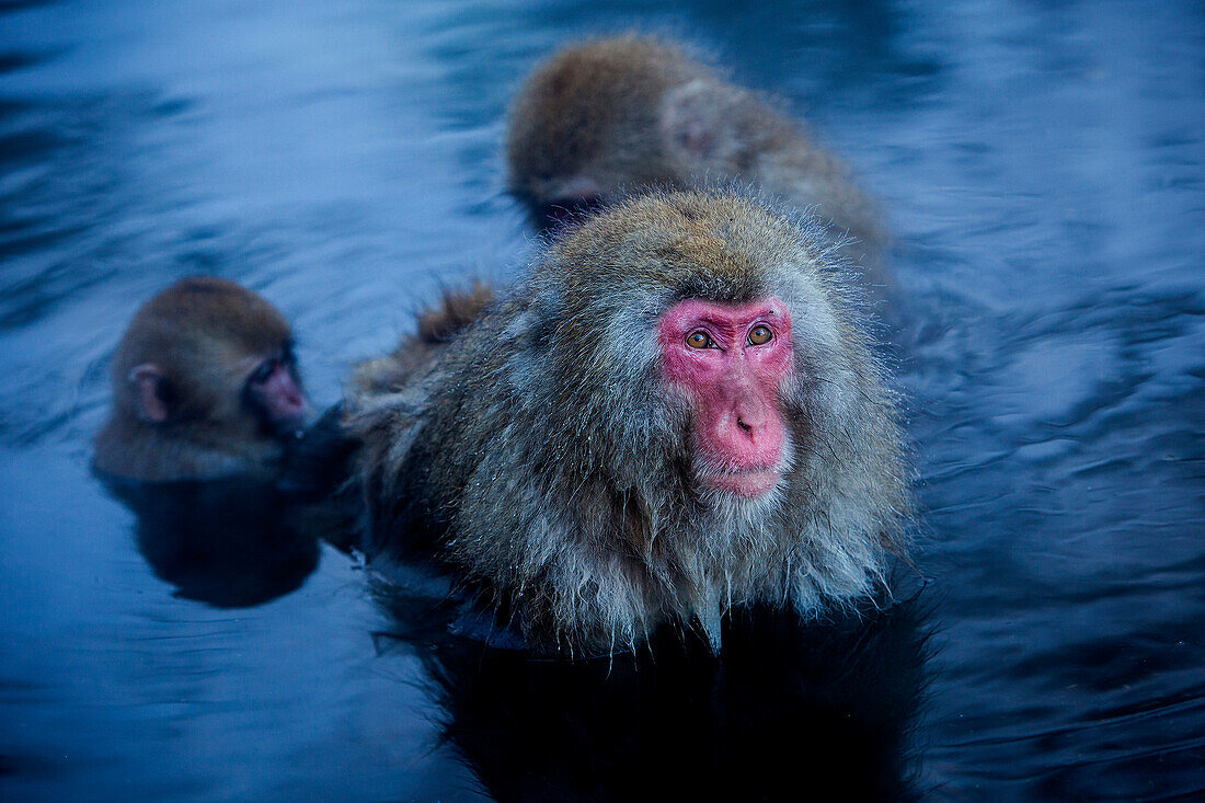 Monkeys in a natural onsen (hot spring), located in Jigokudani Monkey Park, Nagono prefecture,Japan.