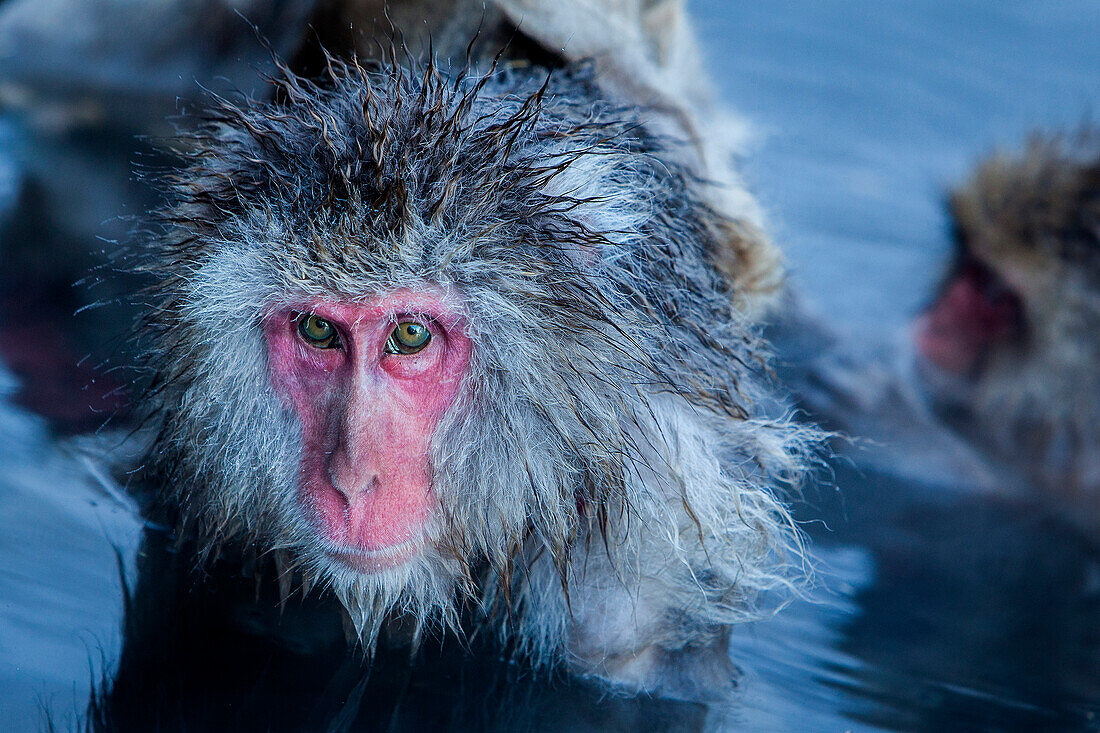 Monkeys in a natural onsen (hot spring), located in Jigokudani Monkey Park, Nagono prefecture,Japan.