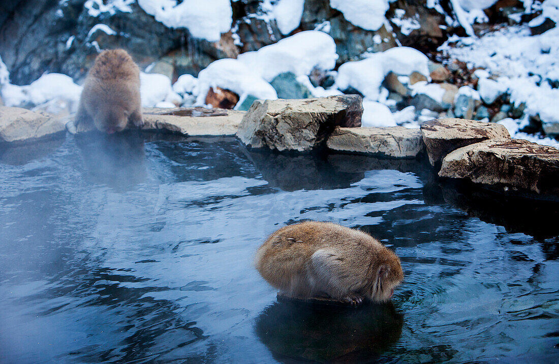 Monkeys in a natural onsen (hot spring), located in Jigokudani Monkey Park, Nagono prefecture,Japan.