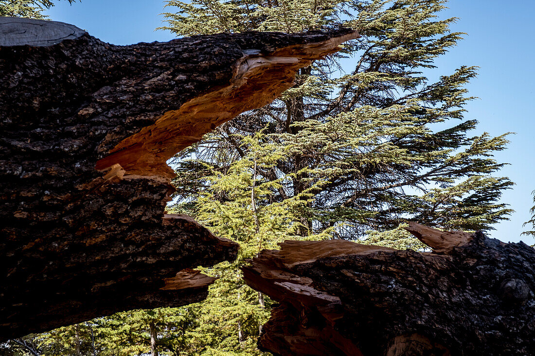 Die Zedern (ARZ AL-RAB). Etwa 5 km oberhalb von Bcharré, Qadisha-Tal, Libanon