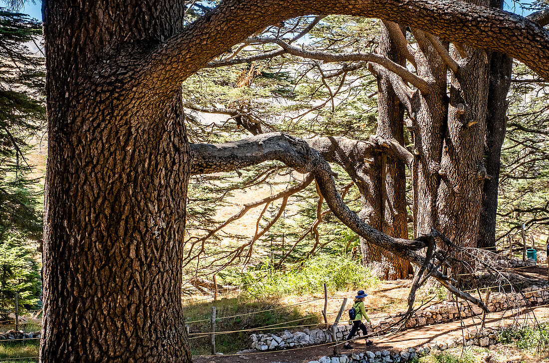 Die Zedern (ARZ AL-RAB). Liegt etwa 5 km oberhalb von Bcharré, Qadisha-Tal, Libanon