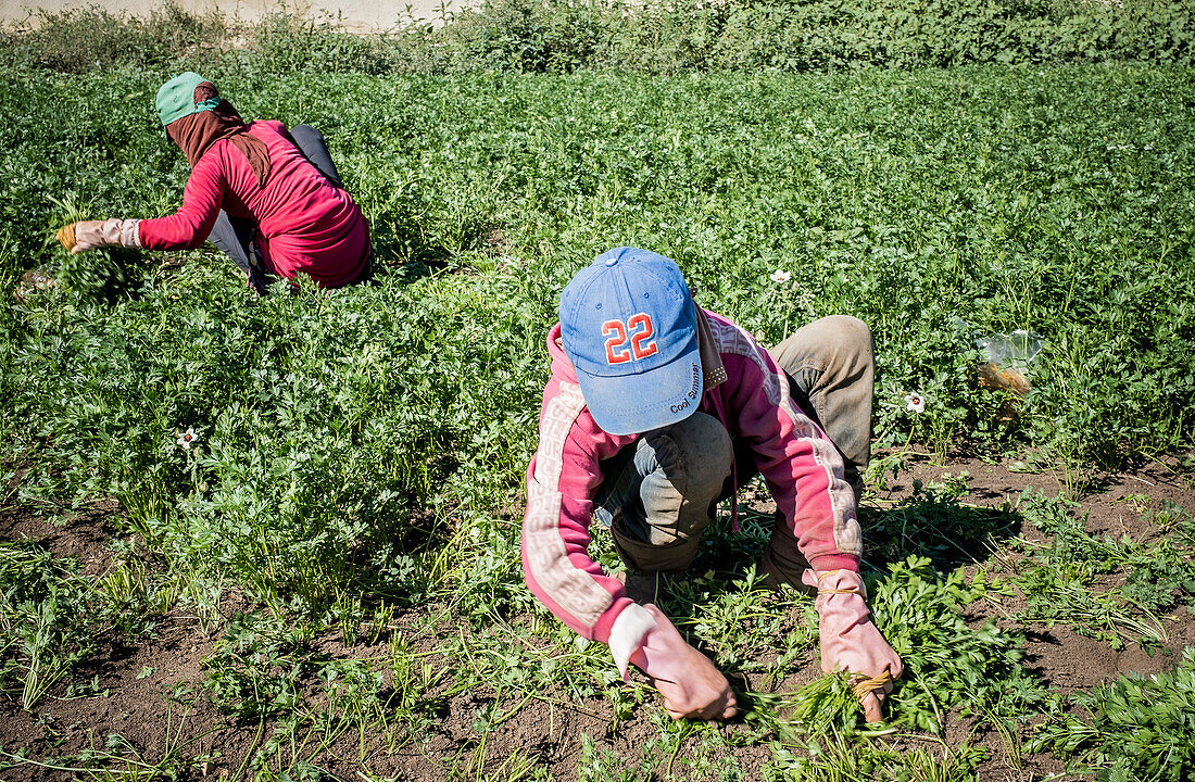 Taman mit blauer Mütze (10 Jahre alt) und Hala (10 Jahre alt) pflücken Petersilie, Mädchen, Tagelöhner, Kinderarbeit, syrische Flüchtlinge, in Bar Elias, Bekaa-Tal, Libanon