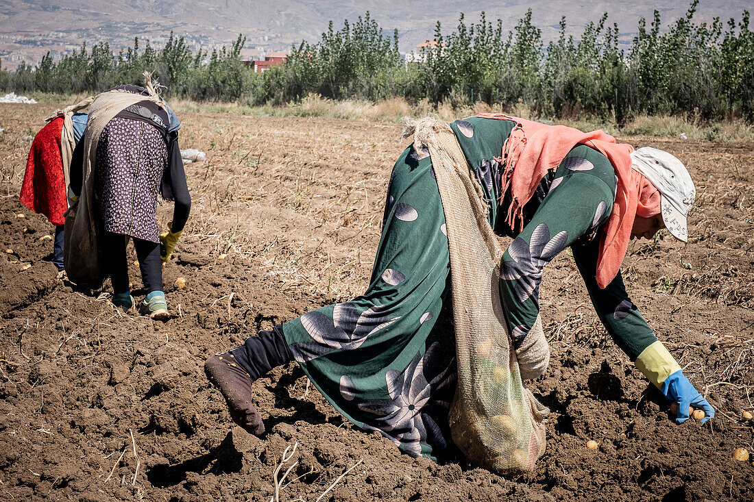 Iftikar, 12 years old, and his companions picking the potato harvest, day laborers, child labour, syrian refugees, in Bar Elias, Bekaa Valley, Lebanon